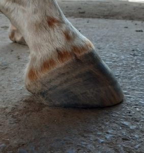 Equine hoof care before trim
