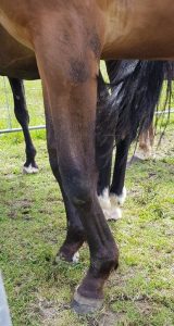 Crooked front legs before treatment